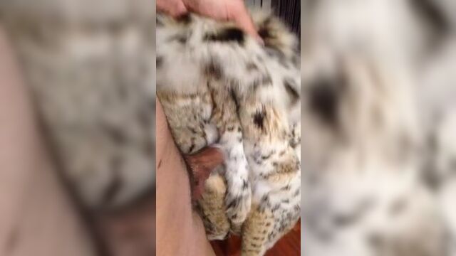 Lynx fur coat rub
