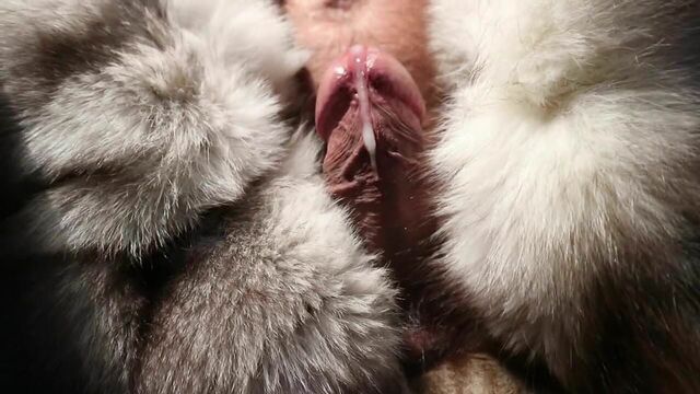 Arctic fox fur stroke